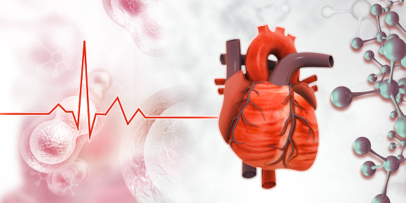 Human heart anatomy on scientific background. 3d illustration