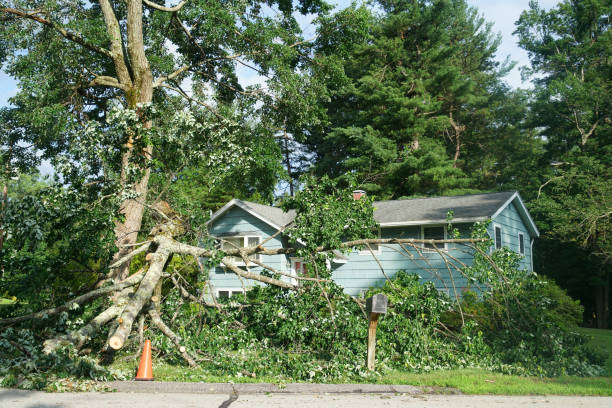 albero caduto nella tempesta nel cortile - tree removing house damaged foto e immagini stock