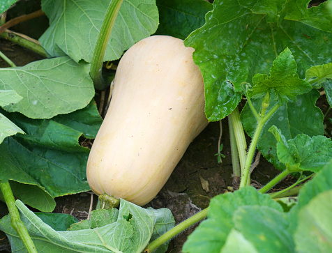 butternut squash in the field during harvest season