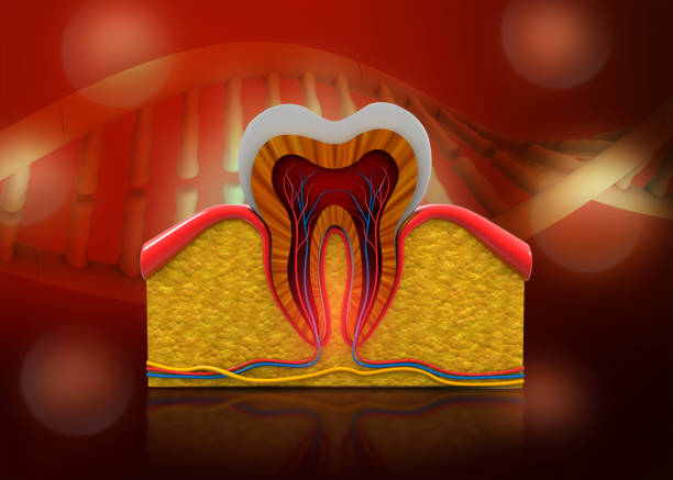 Human tooth cross section anatomy. 3d illustration