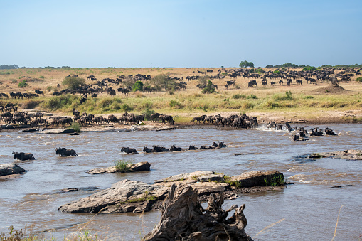 The crossing - Wildebeest and zebras crossing the Mara River during the great migration in Serengeti National Park – Tanzania