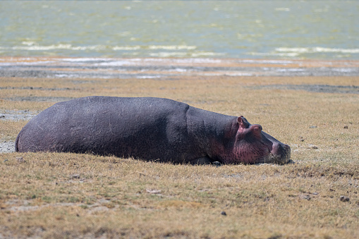 A hippopotamus lying in front of an alkaline lake in Ngoro Crater National Park – Tanzania