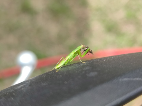 small green sting grasshoppers are eating flies