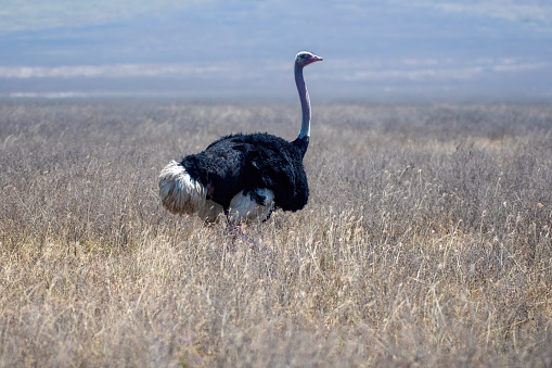 A male ostrich in the plains, with African savannah landscape in the Masai Mara National Park – Kenya