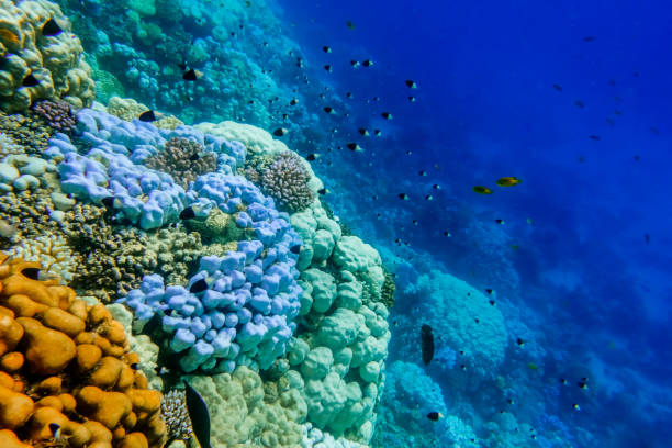 istock different colors and corals with fishes in deep blue water 1908963237