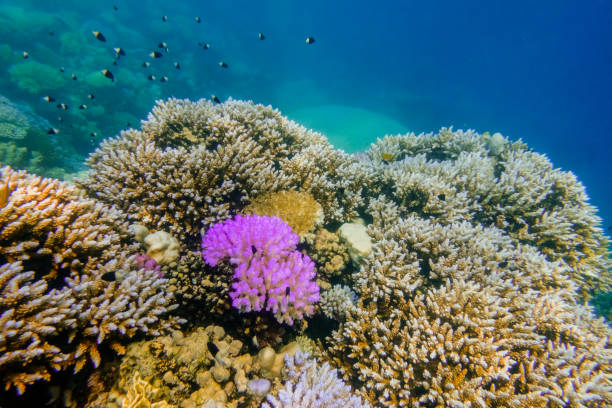 istock pink coral between others in the red sea during diving 1908963313
