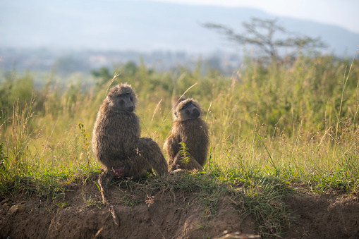 Langur monkey family in the town of Mandu, India. Close up