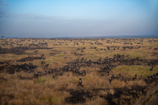 Hot air baloon with tourists flying over wildbeast migration, Masai Mara Game Reserve, Kenya