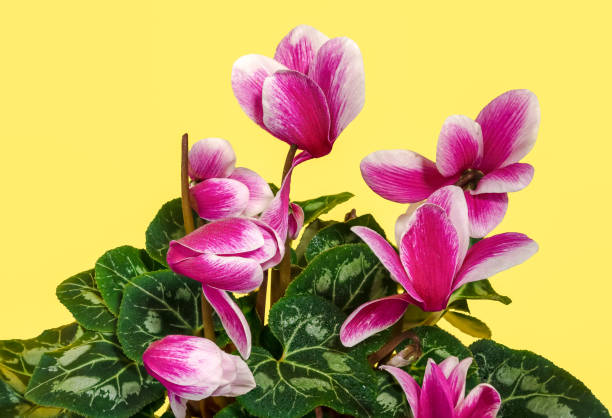 istock Cyclamen with pink flowers on a yellow background 1908970830