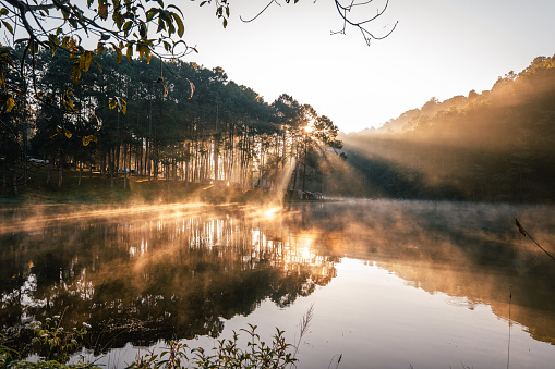 Reservoir and pine trees in the morning in the park and camping area,Golden light and mist on the water in the morning
