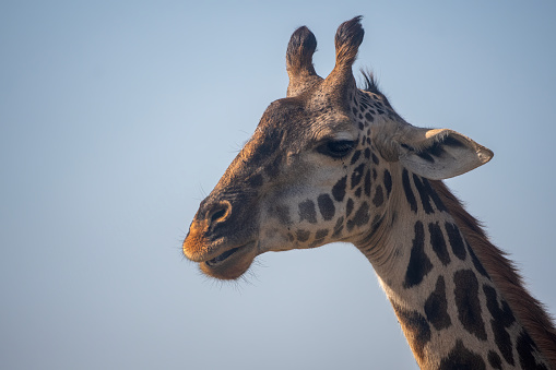 A giraffe portrait in the plains of the Serengeti National Park – Tanzania