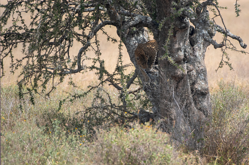 A leopard climbing down from a tree in the savannah at Serengeti National Park  - Tanzania