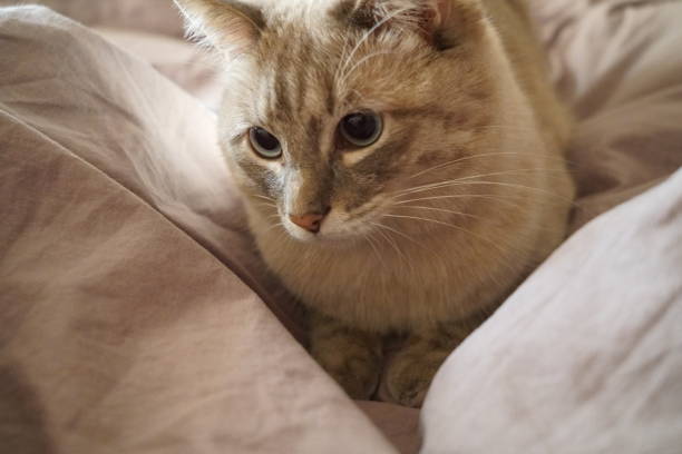 istock Front view of a cute beautiful Siamese breed cat on a classic brown blanket 1908977989