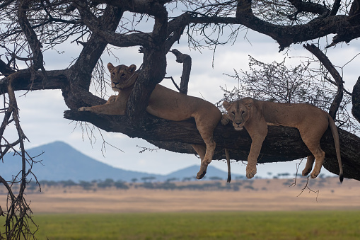 Resting - Two lionesses resting on a tree with African landscape in the background in Tarangire National Park – Tanzania
