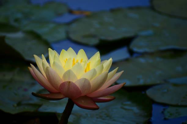istock A close-up photo of a beautify Waterlily (Nymphaeaceae family). Selective focus, soft background. 1908992543