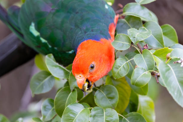 Australian King Parrot eating tree fruit in Melbourne, Victoria Australia