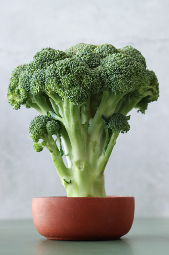 Stock photo showing close-up view of bonsai tree-like stem of broccoli standing in a shallow pot against a light grey background.