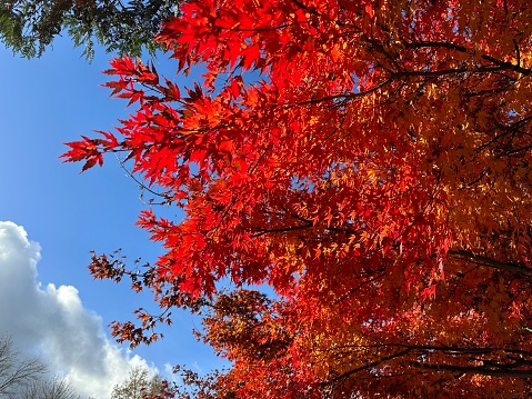 Autumn leaves in sunshine.