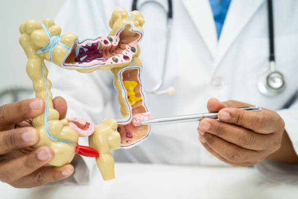 istock Intestine, appendix and digestive system, doctor holding anatomy model for study diagnosis and treatment in hospital. 1909026187