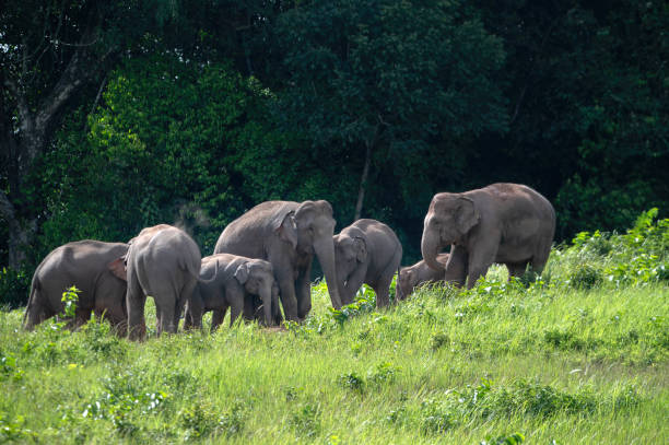 istock Herd of wild Asian elephants 1909029389
