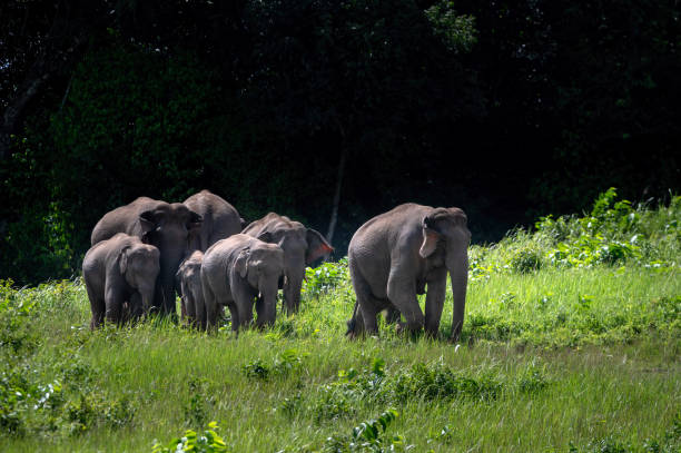 istock Herd of wild Asian elephants 1909029393