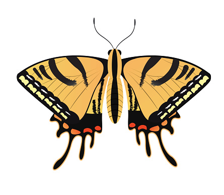 Vector Two-tailed Swallowtail,  Papilio multicaudata