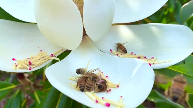 Bees Collecting Flower Pollen