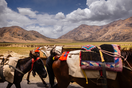 Donkey caravan in Nepal - Annapurna trekking