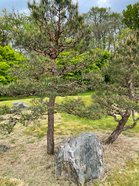 Stock photo showing landscaped ornamental garden with clipped cloud (niwaki) tree specimen Scots Pines (Pinus sylvestris) with branches covered with candle growth. imagen de primer plano del jardín de estilo oriental con árboles de nubes (niwaki) de pino silvestre (pinus sylvestris) en césped de hierba verde, piedra de granito grande, crecimiento de velas en ramas topiarias cuidadosamente podadas, enfoque en prime