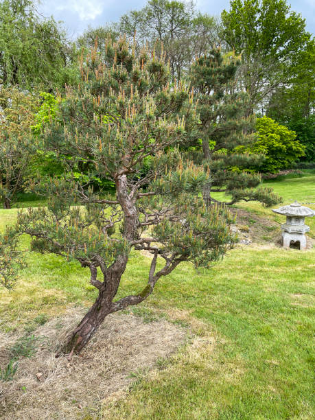 Stock photo showing landscaped ornamental garden with clipped cloud (niwaki) tree specimen Scots Pines (Pinus sylvestris) with branches covered in candle growth. imagen de primer plano del jardín de estilo oriental con pino silvestre (pinus sylvestris) árboles de nubes (niwaki) en césped de hierba verde, linterna japonesa de granito, crecimiento de velas en ramas topiarias cuidadosamente podadas, enfoque en prim