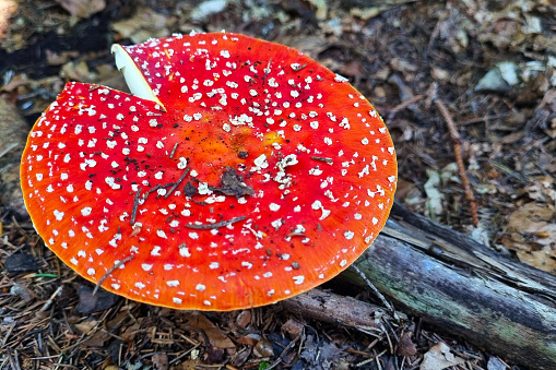 View of a beautiful mushroom in the forest on a clearing