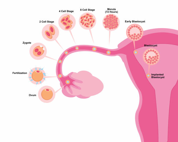 ilustrações, clipart, desenhos animados e ícones de sistema reprodutor feminino: ovulação e processo de fecundação desde a ovulação até a implantação no útero - ovulation