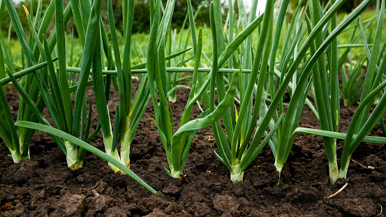 Green onions, organic farming, rows in the field, close-up. Healthy natural ingredient.