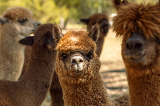 istock Funny and cute staring alpaca 1909121860
