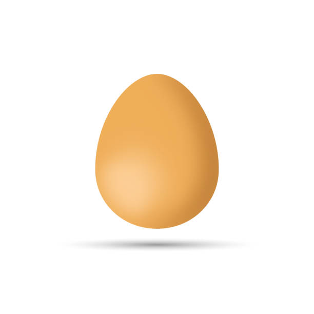 흰색 배경에 현실적인 계란 벡터 디자인입니다. - white background brown animal egg ellipse stock illustrations