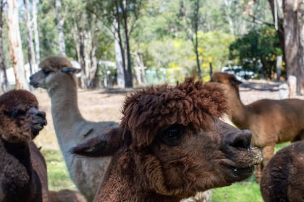 istock Side view of a pouting brown alpaca 1909123988