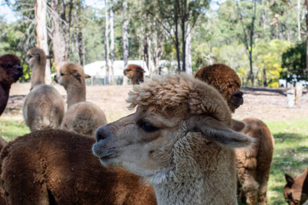istock Side view of white alpaca 1909125598