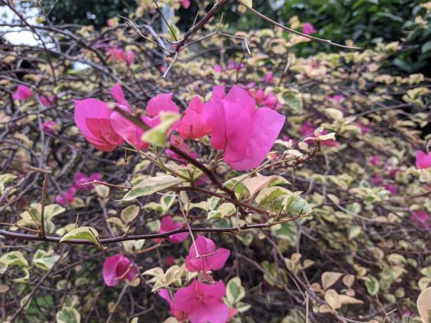 istock Pink Bougenville 1909126099