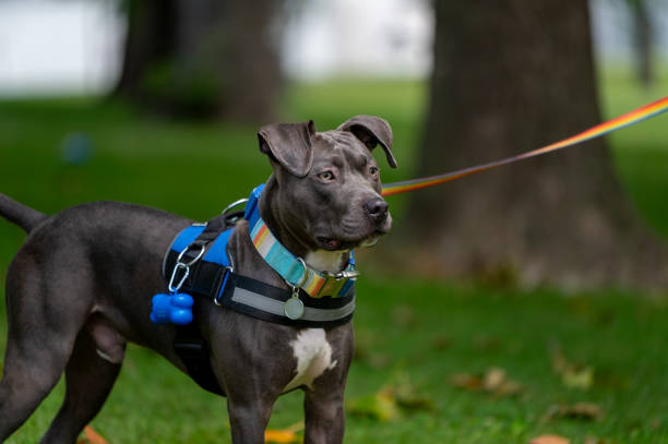 istock Black pit bull is being walked on a leash while wearing a harness. 1909128770