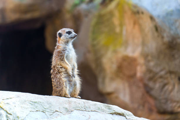 Intimate portrait of a curious meerkat in its natural environment, standing on a rock and gazing with curiosity.