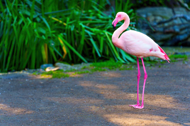 Portrait of a Pink Flamingo.