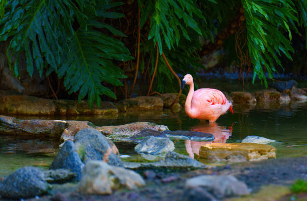 Pink flamingo standing gracefully beneath the shade of palm branches with its legs immersed in the water.
