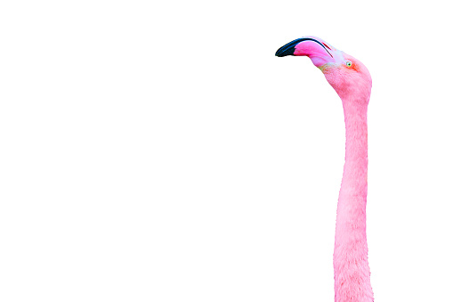 Detailed and vibrant close-up of the neck and head of a pink flamingo against a clean white backdrop with copy space.