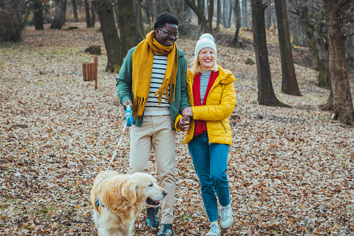 Loving Couple Walking With Pet Golden Retriever Dog Along Autumn Woodland Path Through Trees. Couple Taking Golden Retriever For Walk.