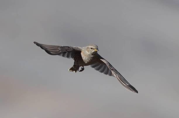 Graceful Approach of a Alpine Accentor.