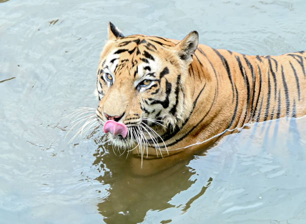 istock Sumatran tigers bathe in the enclosure at Ragunan Zoo 1909183238