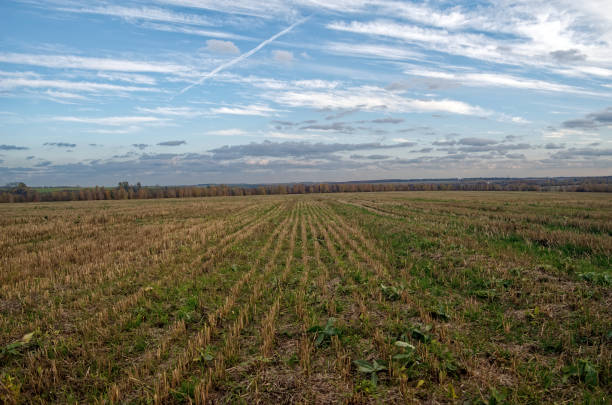Cut wheat field on a clear day, Russia