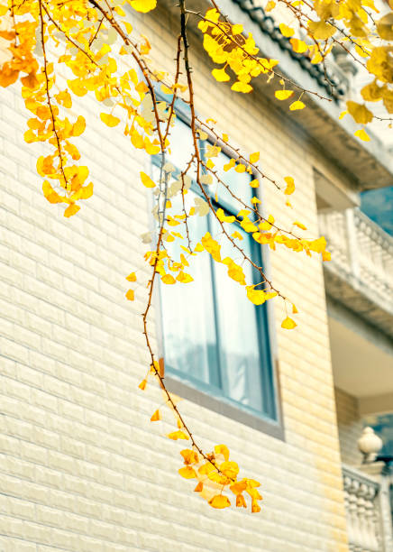 Ginkgo leaves outside the window
