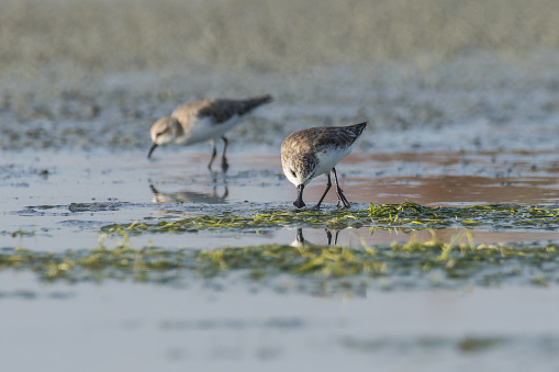 The critically endangered Spoon-billed Sandpiper Calidris pygmaea in winter plumage foraging in the salt pan full of weed along with the near threatened Red-necked Stint C. ruficollis