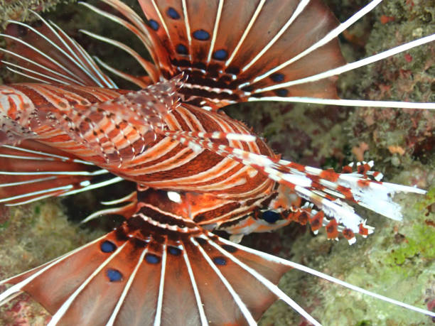 istock Red lionfish, ishigaki-island 1909213659